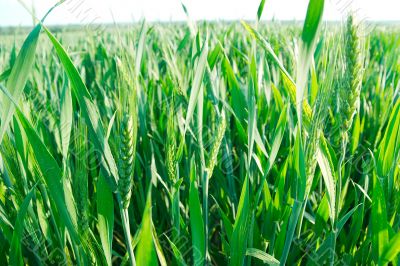 Wheat Wheat