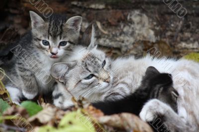 Cat with kittens