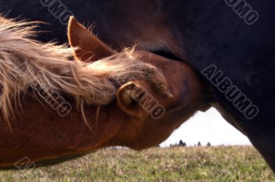 foal with mother