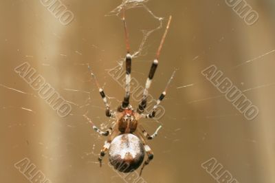 big brown spider
