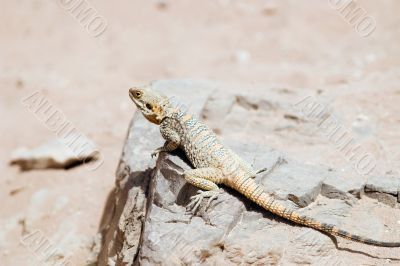 lizard in Jordan desert