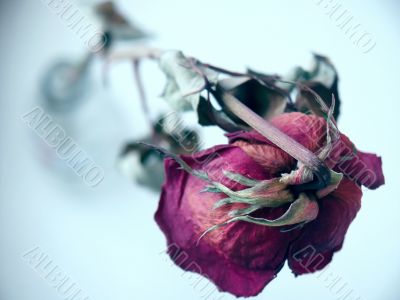 Withered rose