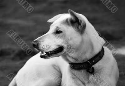 Attentive white dog