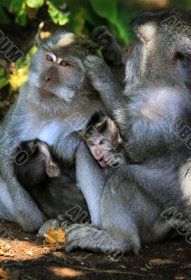 Family of monkeys