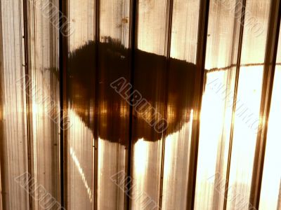 A ray of light. A ray of light.