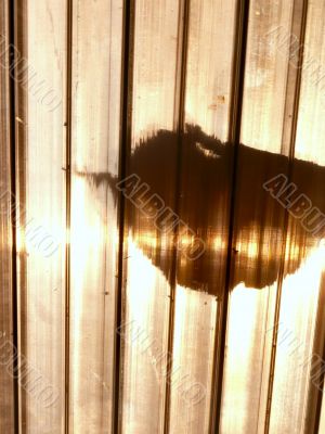 A ray of light. A ray of light.