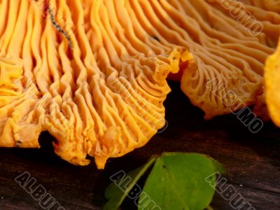 Chanterelle. Mushrooms. Chanterelle. Mushrooms.