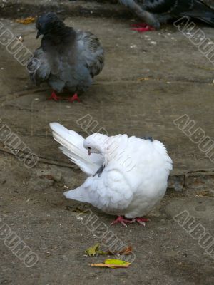 White pigeon.