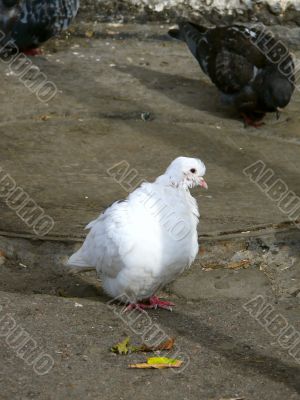 White pigeon. White pigeon.