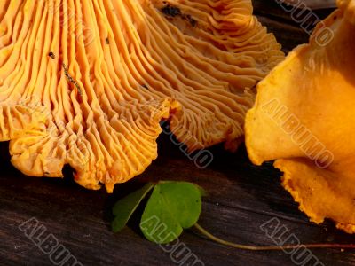 Chanterelle. Mushrooms. Chanterelle. Mushrooms.
