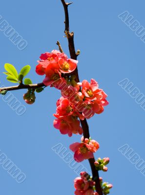 pomegranate in the spring pomegranate in the spring