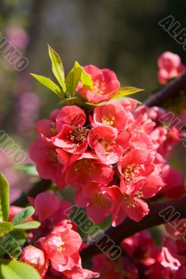 pink spring pink spring