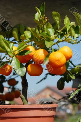 Planting mandarins