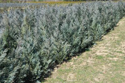 Thuja rows