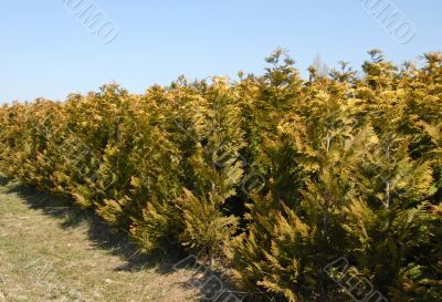 Thuja rows