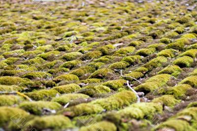 Moss - grown roof Abstract Background