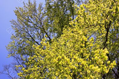 Beech in spring