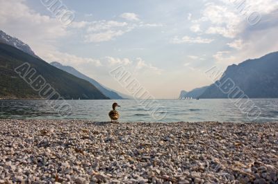 duck at garda lake