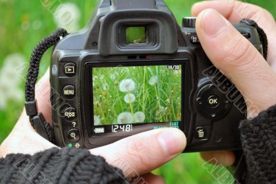 Camera Display With Plants