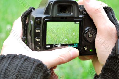 Camera Display With Plants