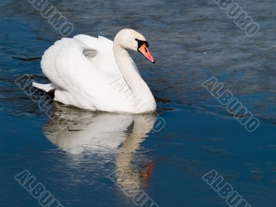 Swan`s Icy Swim