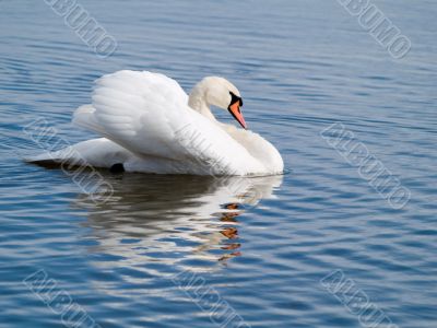 Swan