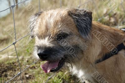 border terrier