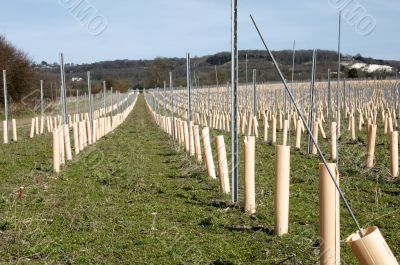 Grape vines