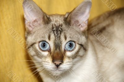 A Bengal kitten