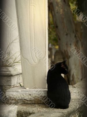 Black cat on muslim cemetery