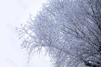 Winter branch