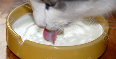 Cat drinking milk