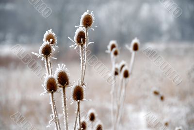 Icy plants