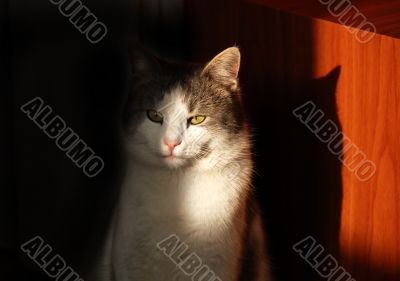 Cat eye in sunlight