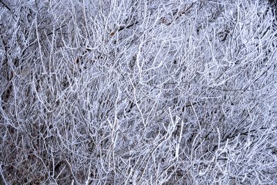 Icy branch background