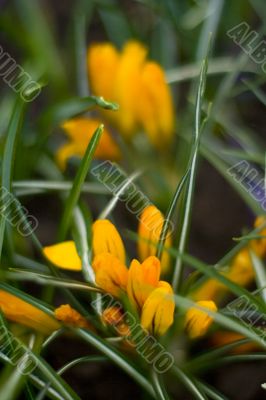 crocus flowers