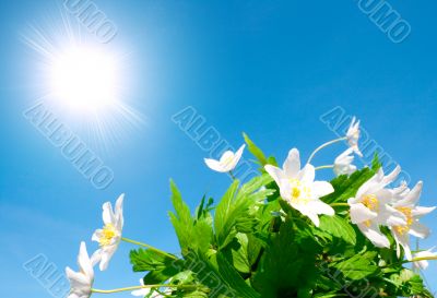 Floral bouquet