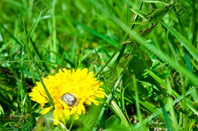 Shaggy beetle Shaggy beetle