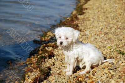 After swimming - little wet dog