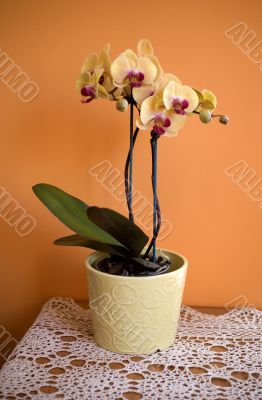 orchid orchid