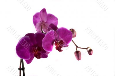 orchid orchid