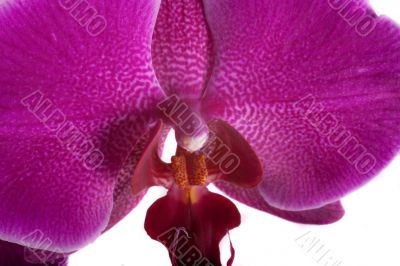orchid orchid