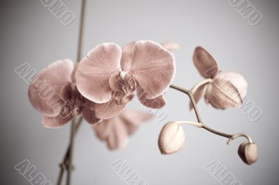 orchid orchid