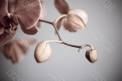 orchid orchid