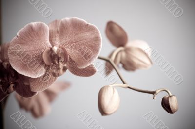 orchid orchid
