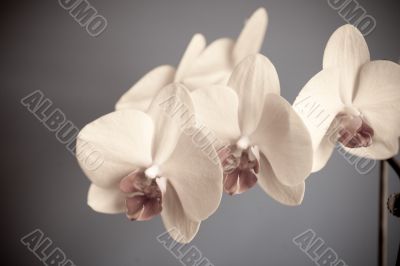 orchid orchid