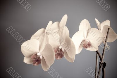 orchid orchid