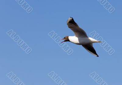 Shouting seagull Shouting seagull