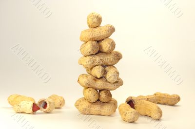 many nuts