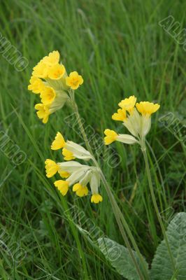 Cowslip (Primula veris)